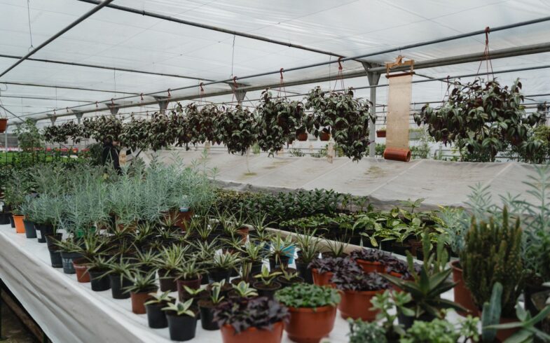 Watering in a dry summer